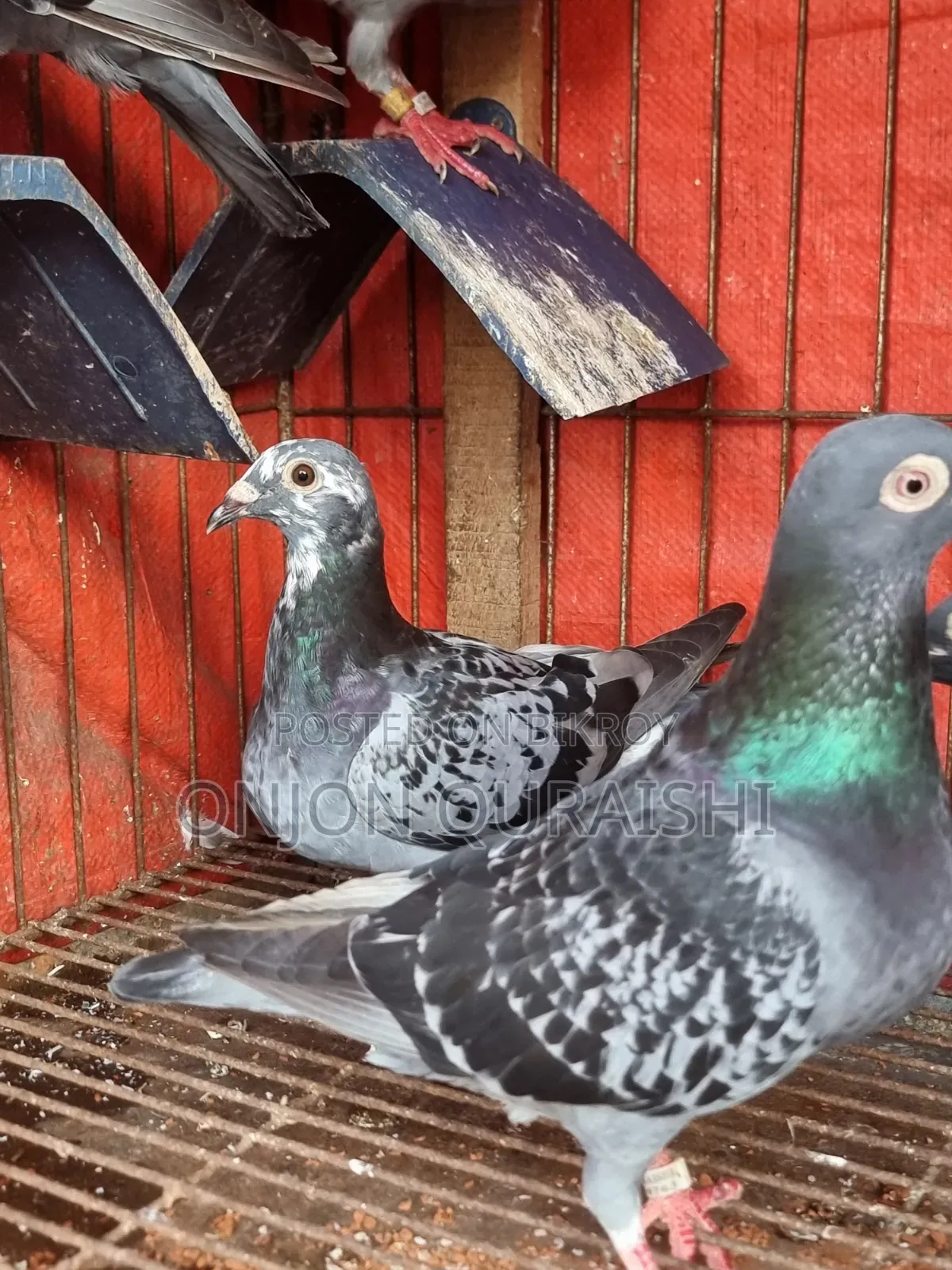 Racer Pigeons