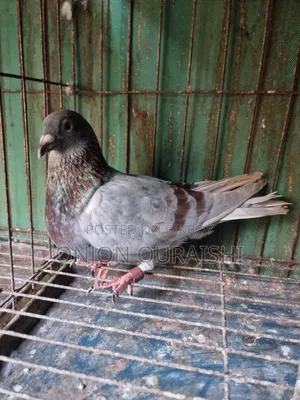 Racer Pigeons
