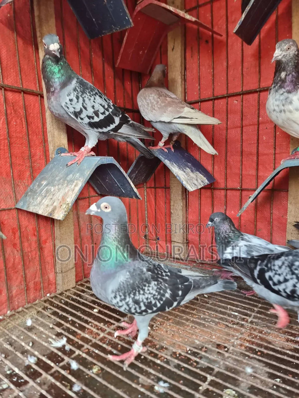 Racer Pigeons