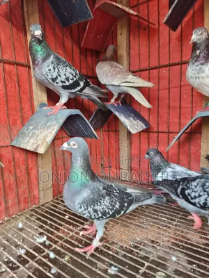 Racer Pigeons
