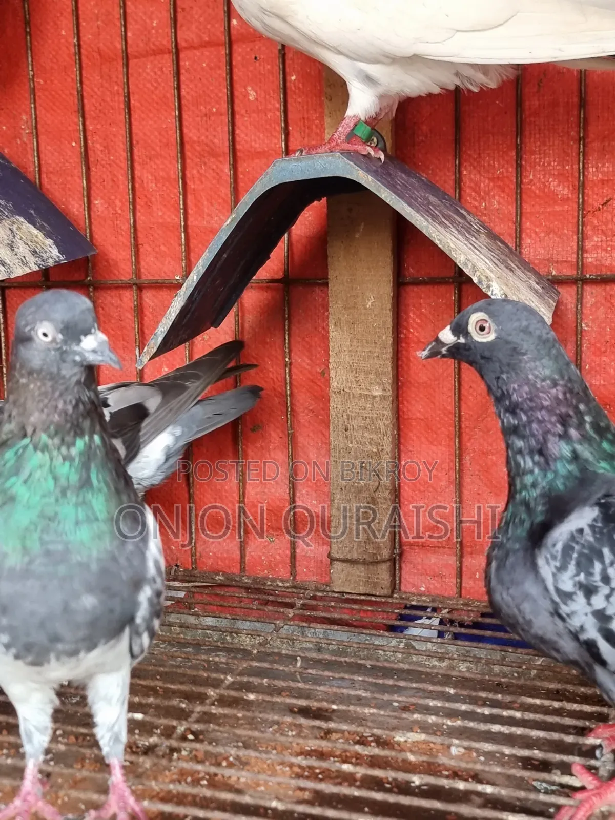 Racer Pigeons