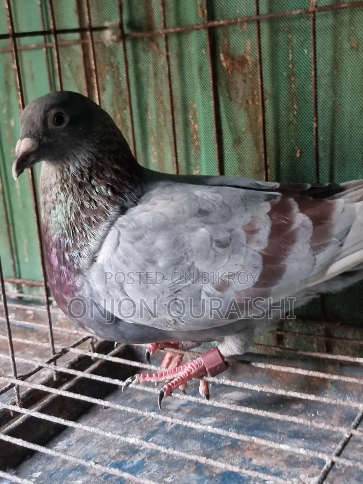 Racer Pigeons