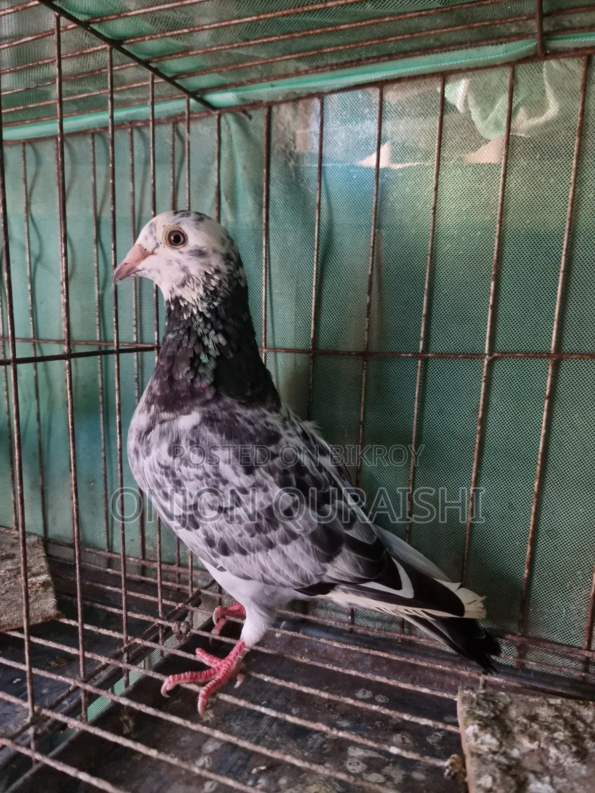 Racer Pigeons