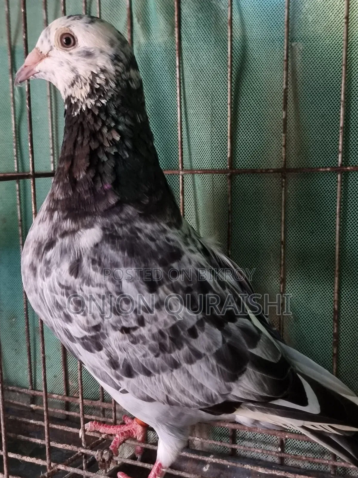 Racer Pigeons