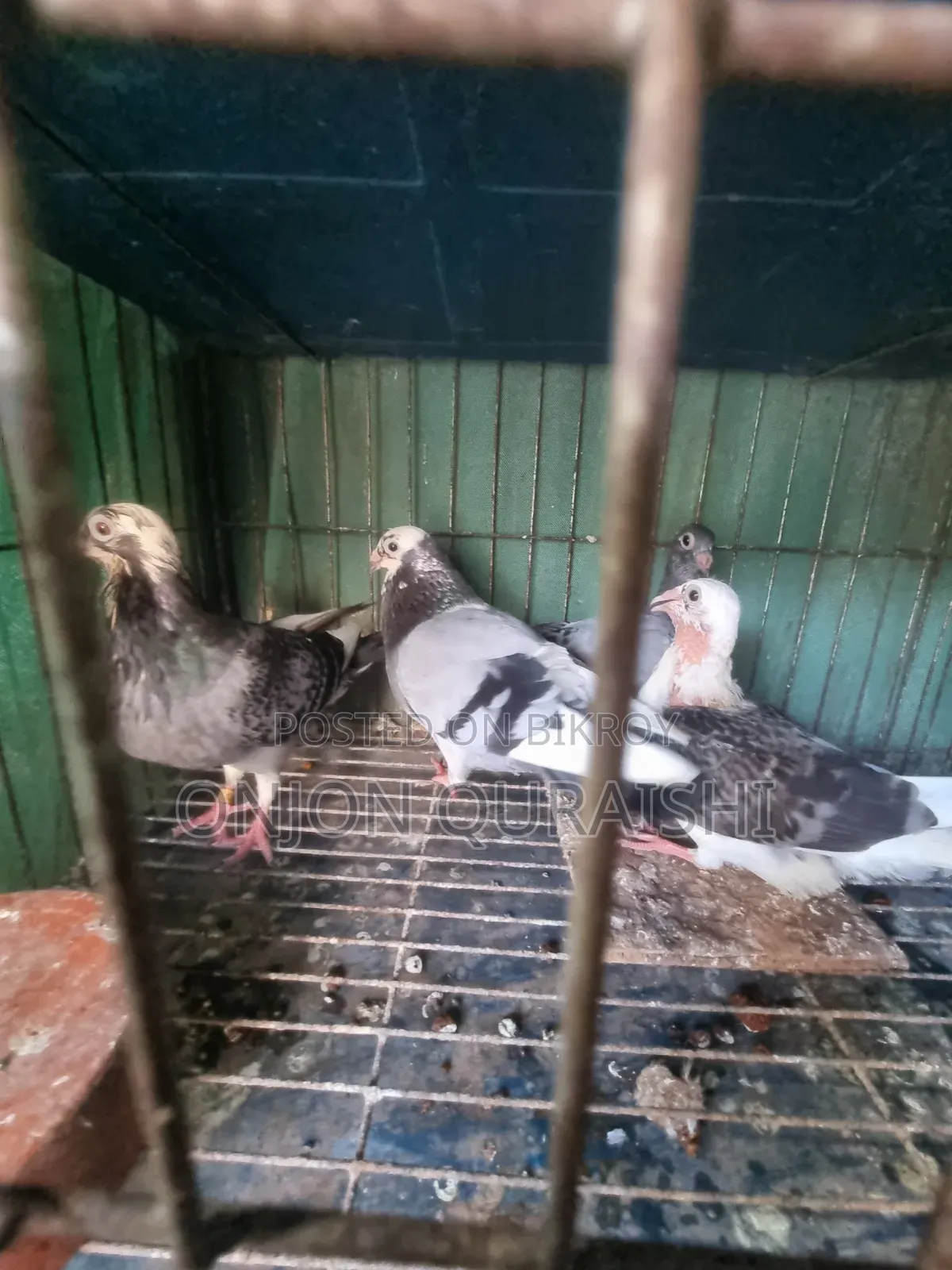 Racer Pigeons