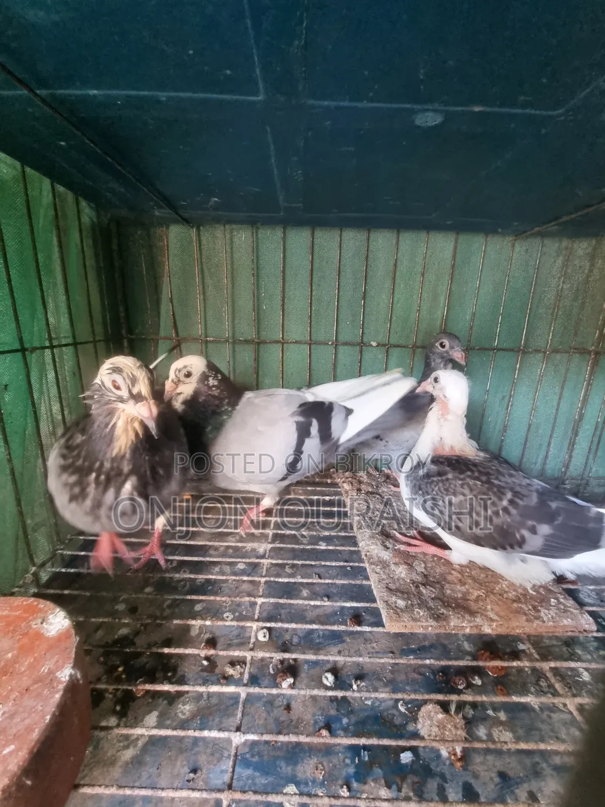 Racer Pigeons