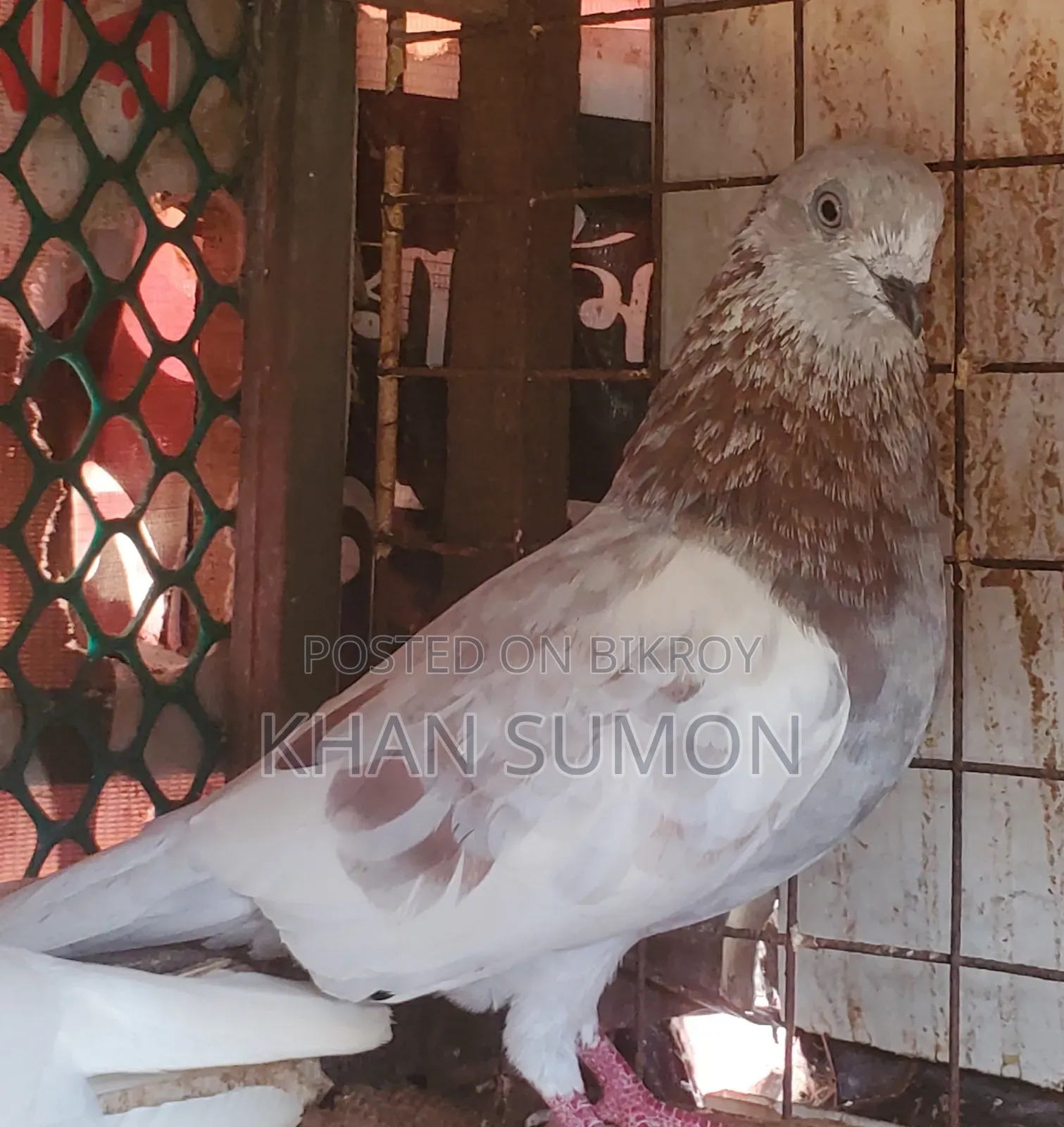 বেনারস নর কবুতর