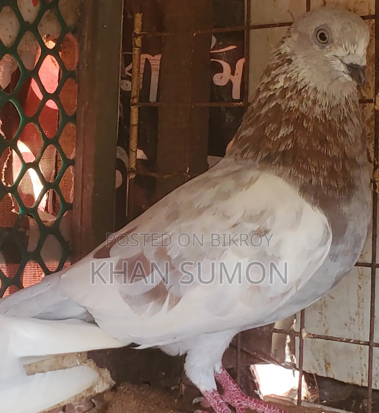 বেনারস নর কবুতর
