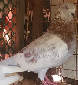 বেনারস নর কবুতর
