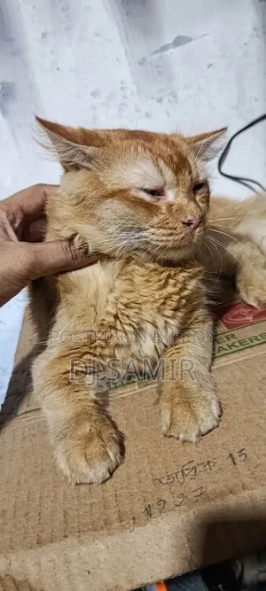 1-3 months Female Purebred Persian