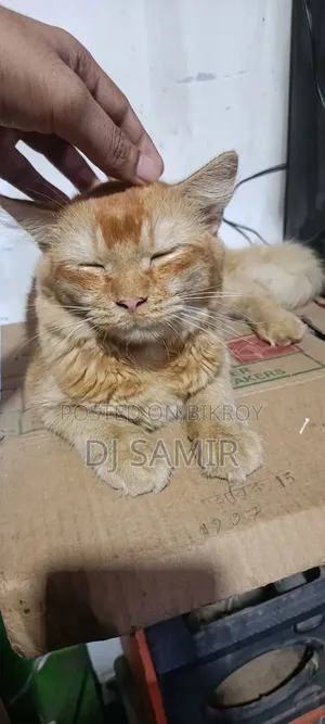 1-3 months Female Purebred Persian