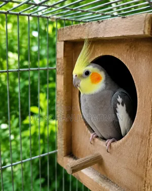 কোকাটেল মেল