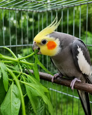 কোকাটেল মেল