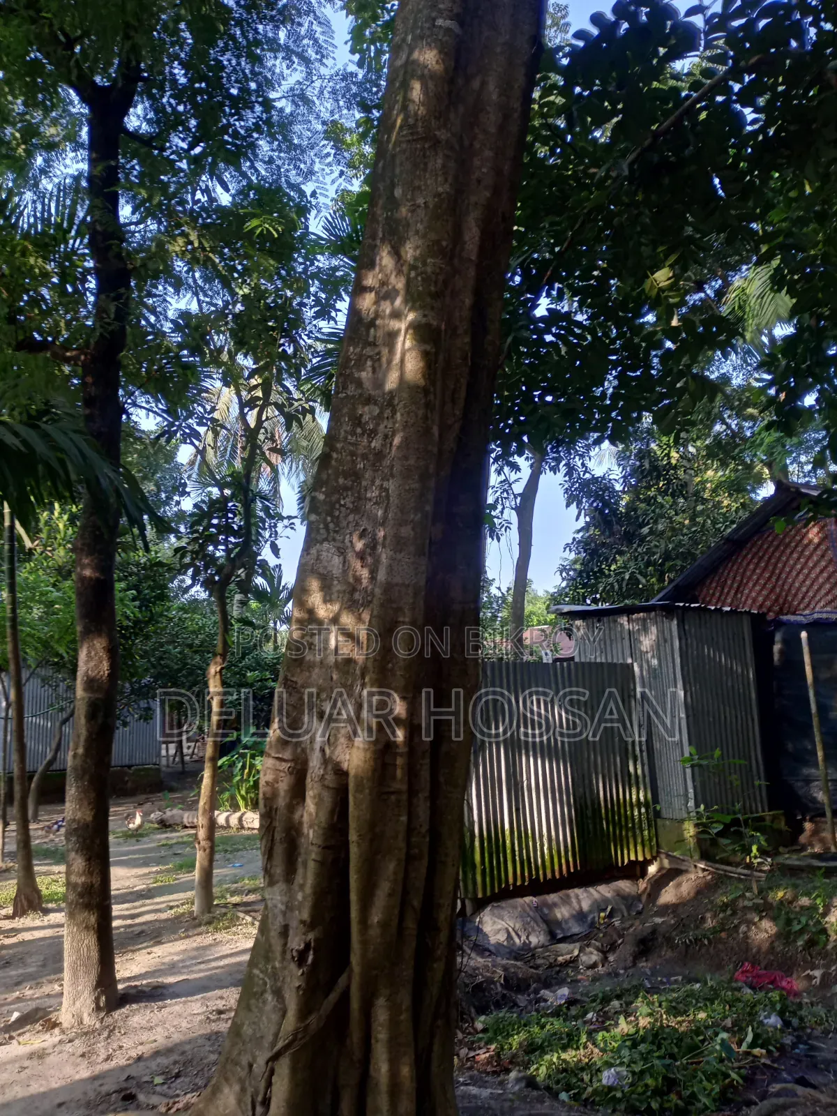 Save the Environment Trees Will Be Sold