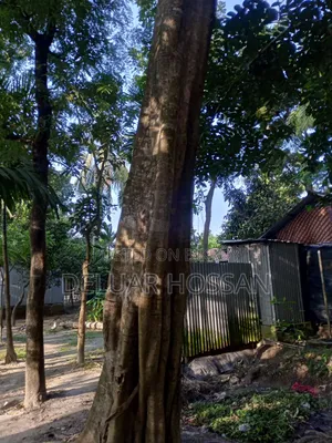 Save the Environment Trees Will Be Sold