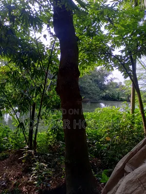 Save the Environment Trees Will Be Sold