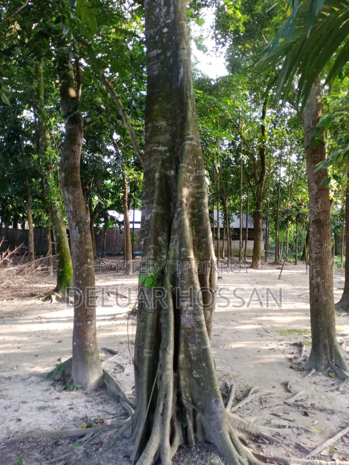 Save the Environment Trees Will Be Sold