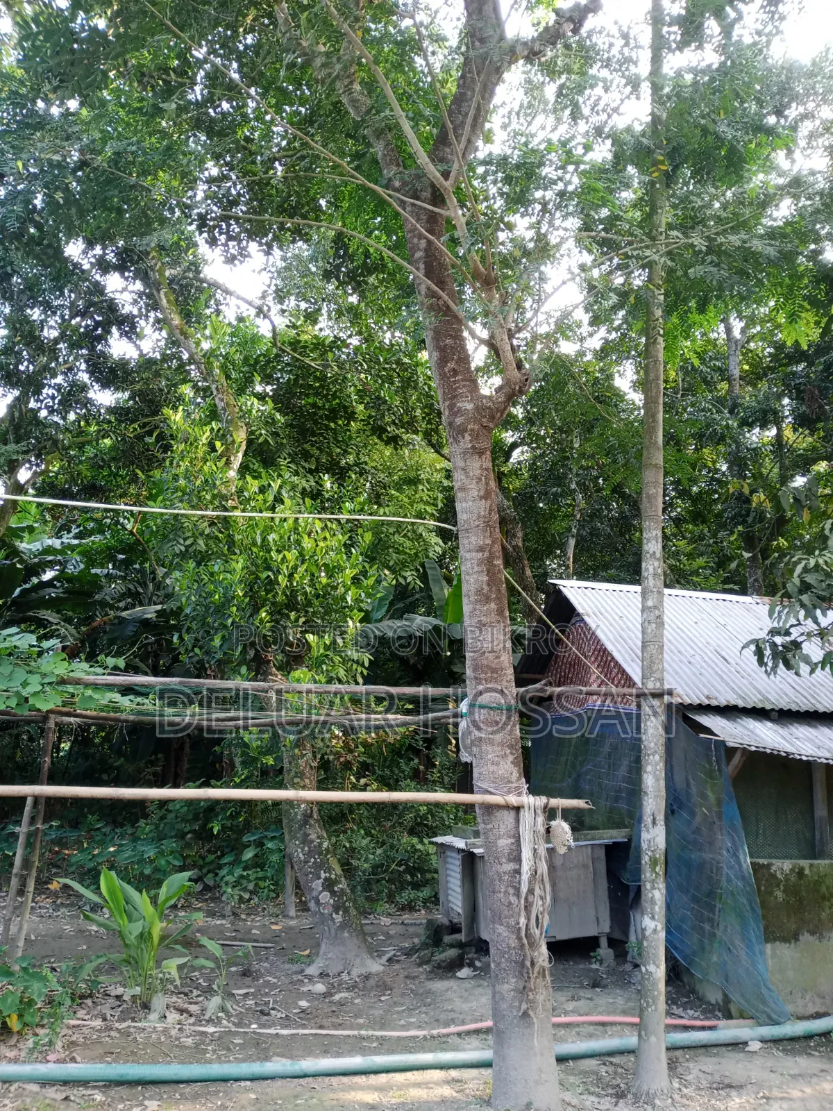 Save the Environment Trees Will Be Sold