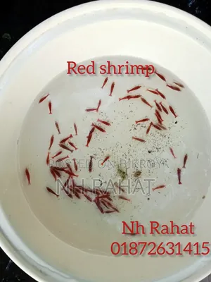 Shrimp Fish