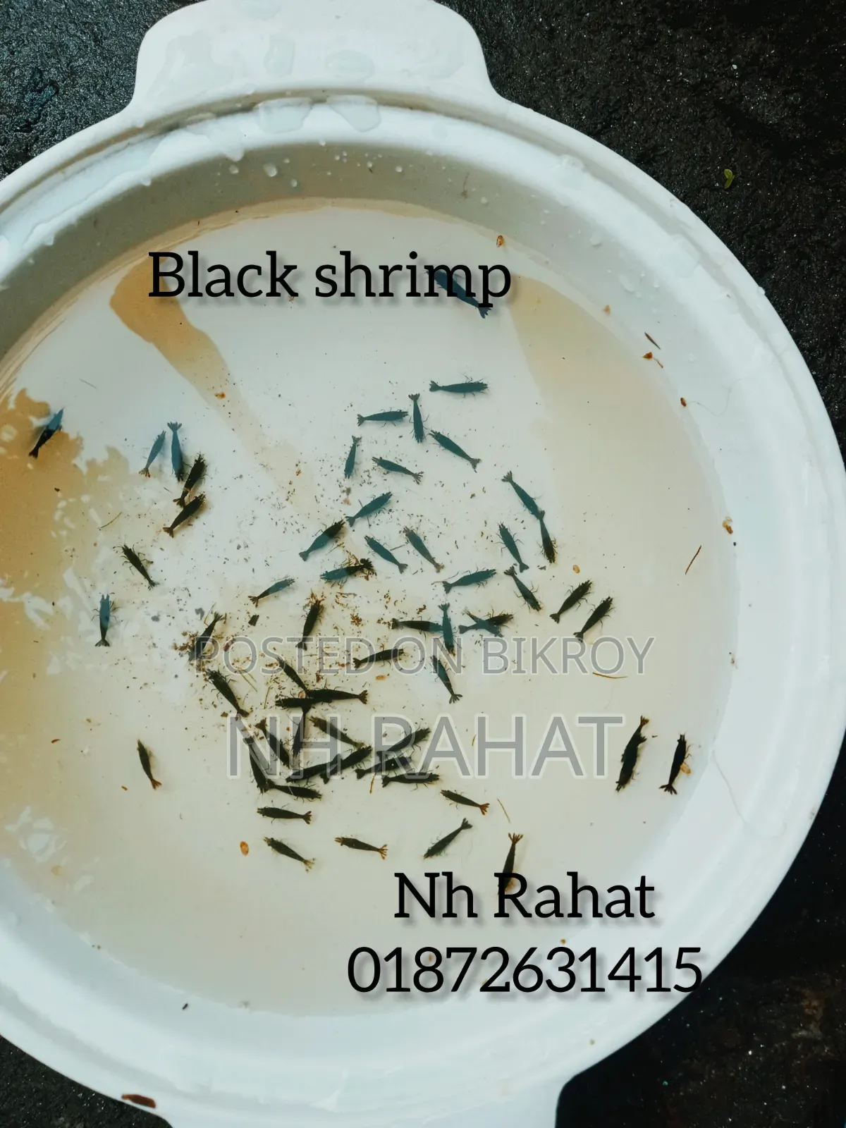 Shrimp Fish