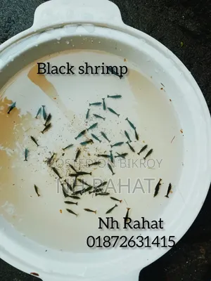 Shrimp Fish