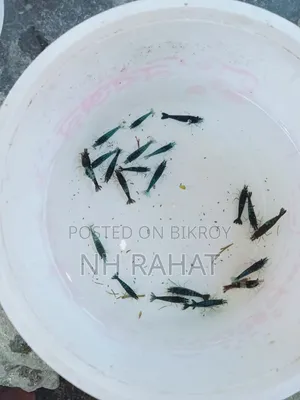 Shrimp Fish