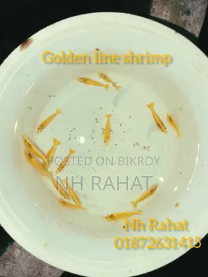 Shrimp Fish