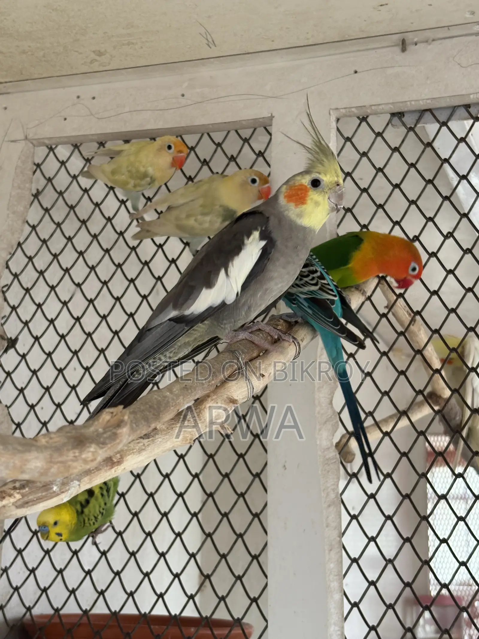 Adult Male Cockatiel