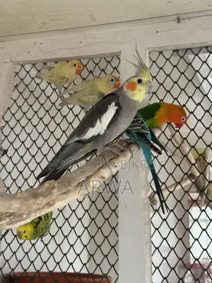 Adult Male Cockatiel