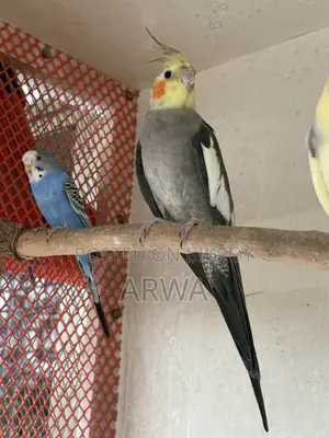 Adult Male Cockatiel