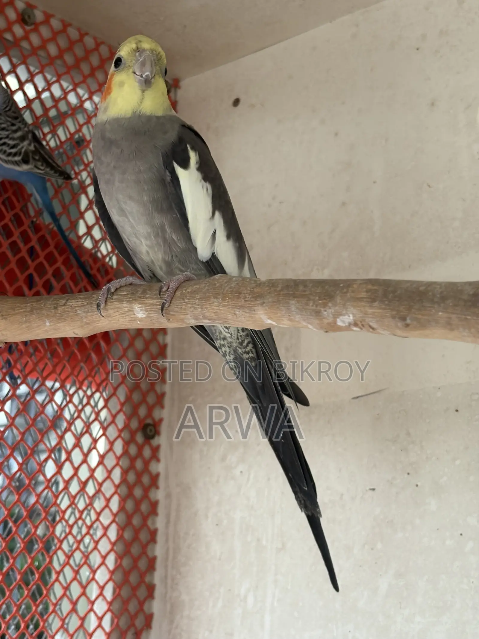 Adult Male Cockatiel