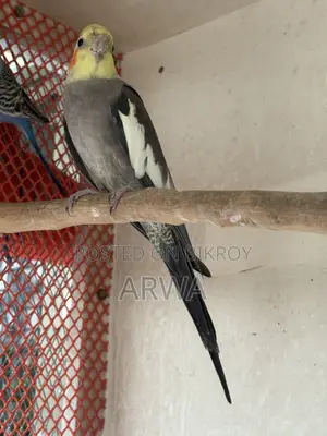 Adult Male Cockatiel