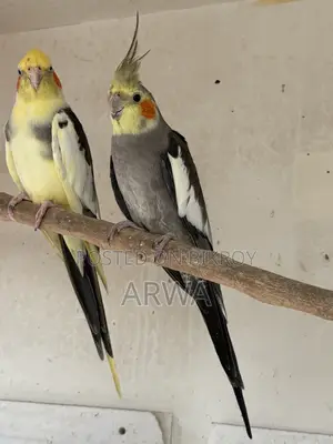 Adult Male Cockatiel