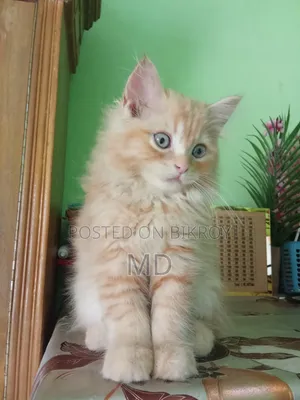 1-3 months Male Purebred Persian