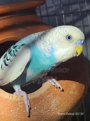 Single Budgerigar Adult