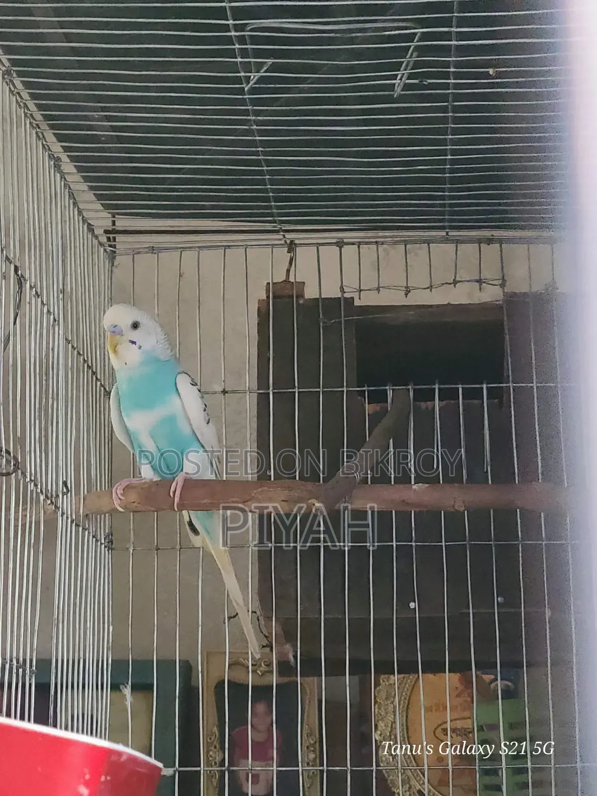 Single Budgerigar Adult