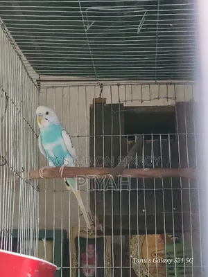 Single Budgerigar Adult