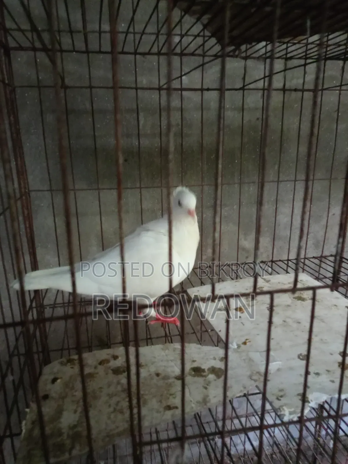 One PSC Male Kobutor
