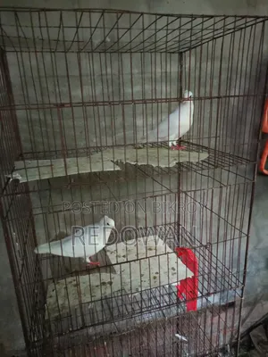 One PSC Male Kobutor
