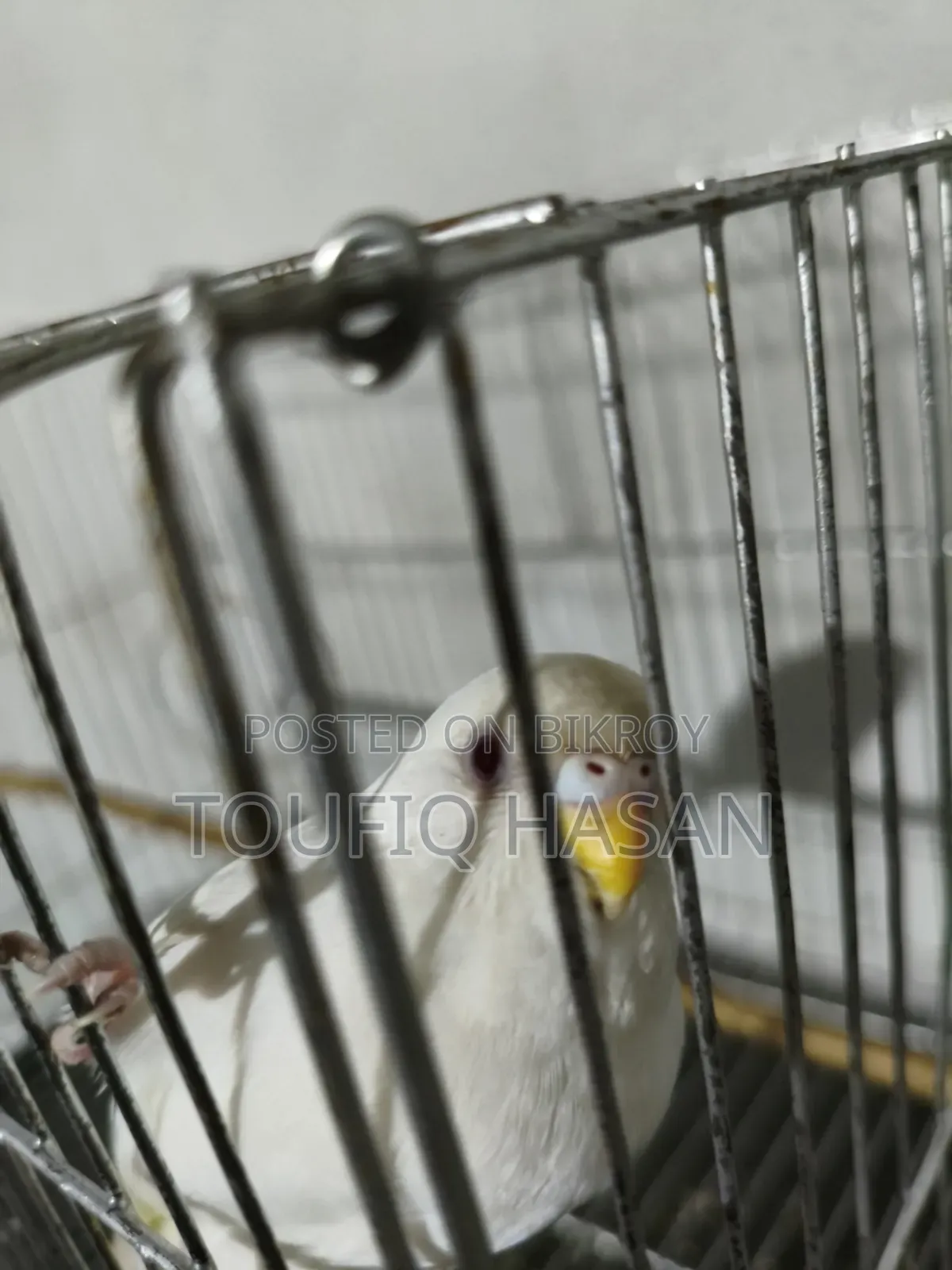 বাজুরিকা পাখি