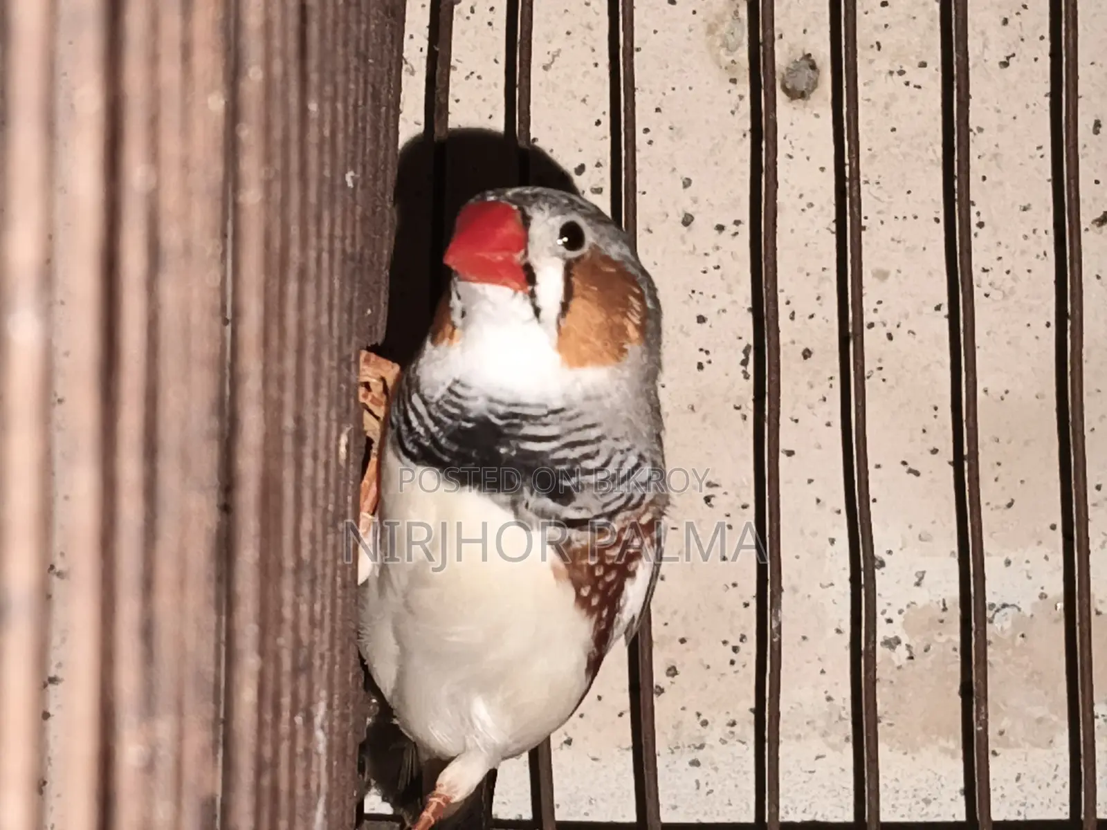 Zebra Finch
