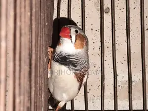 Zebra Finch