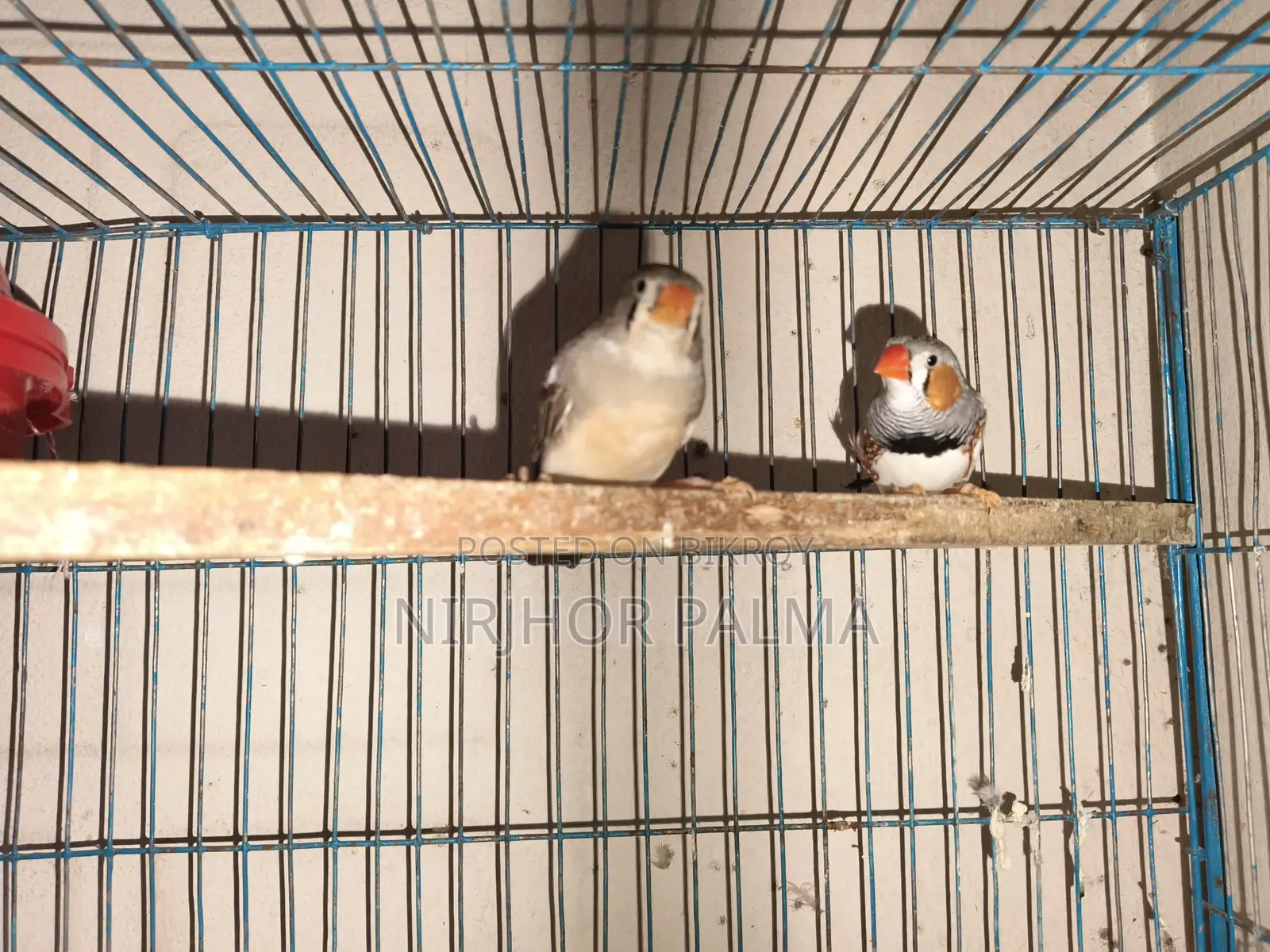 Zebra Finch