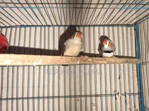 Zebra Finch