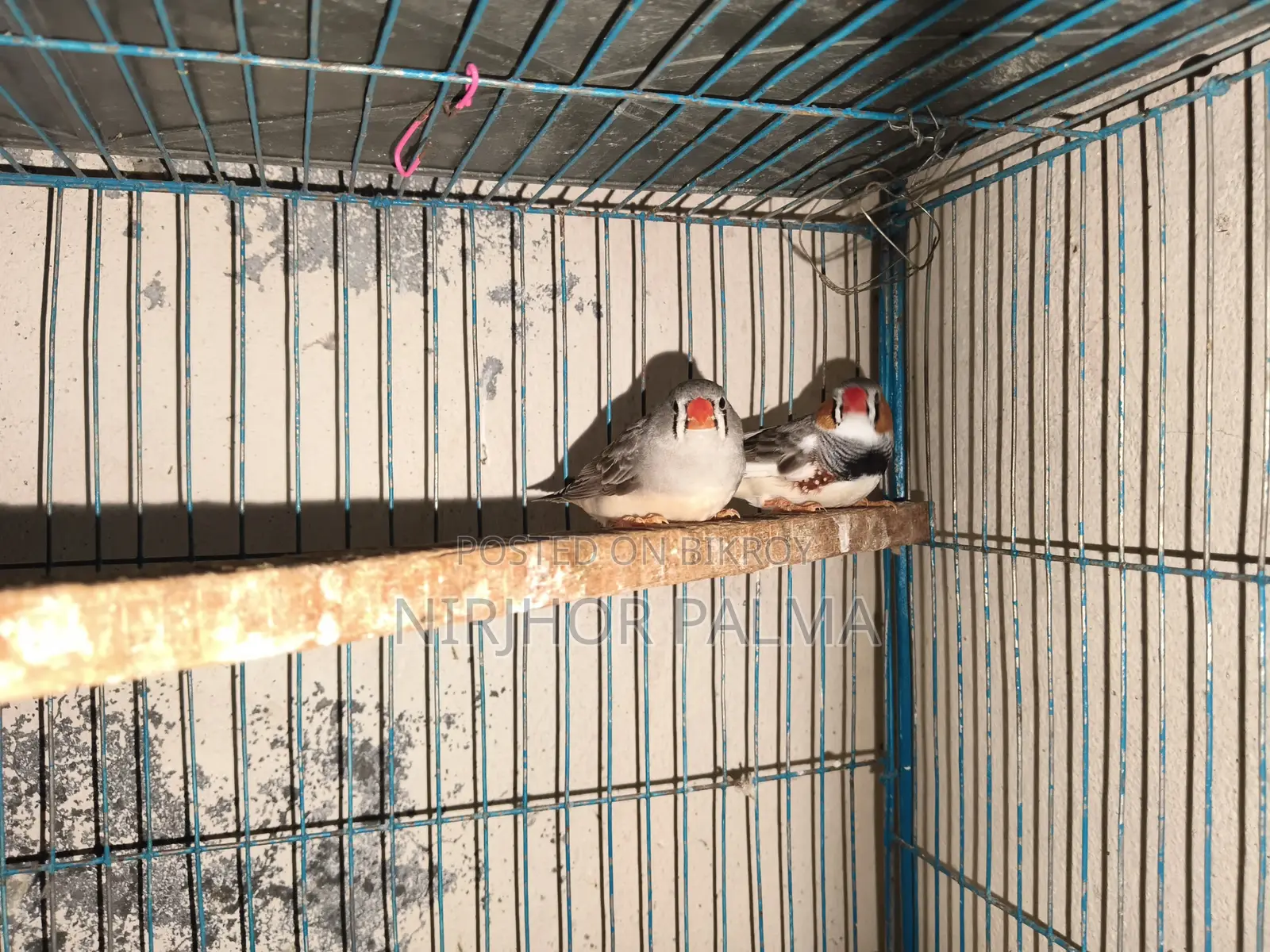 Zebra Finch