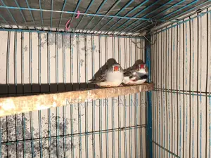 Zebra Finch