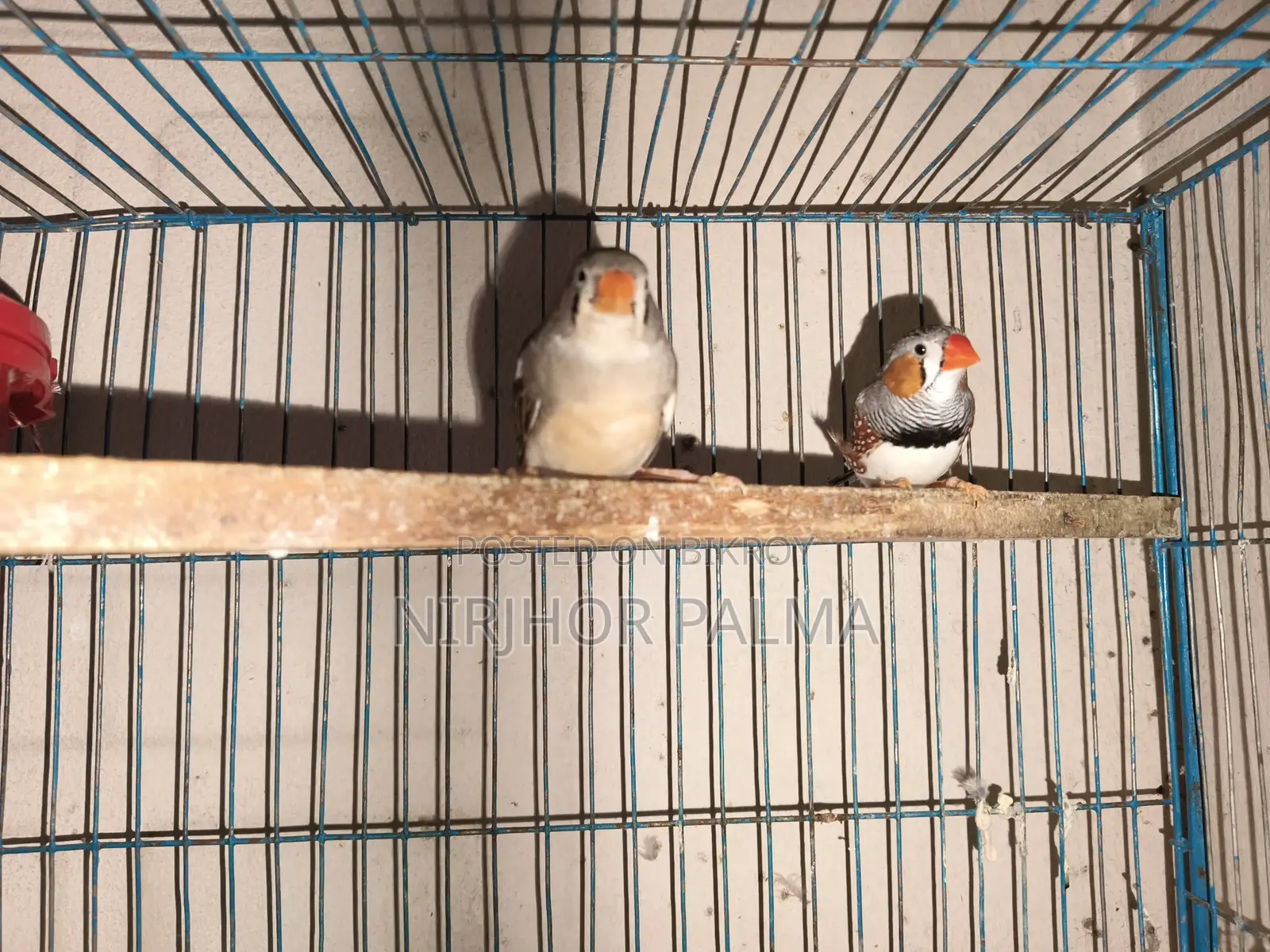 Zebra Finch