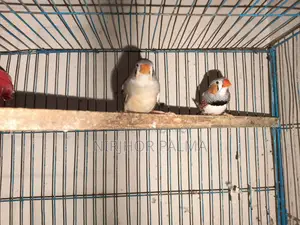 Zebra Finch