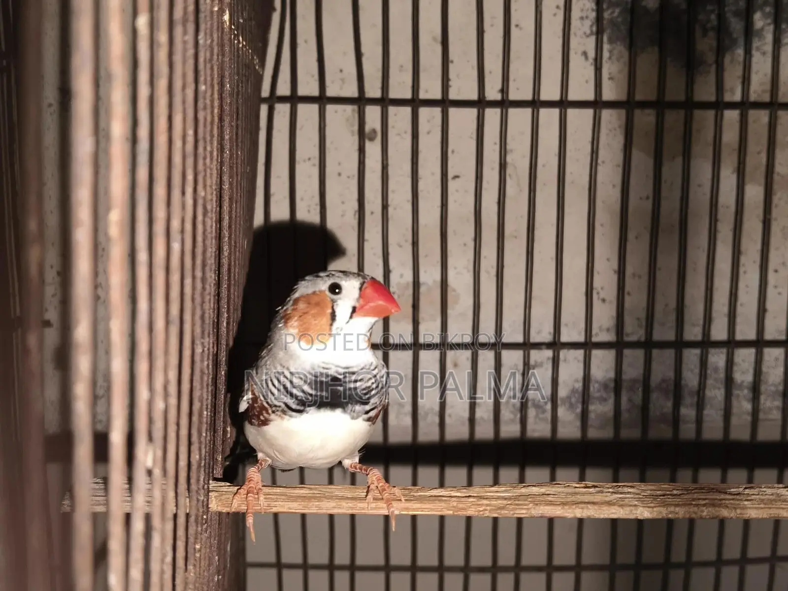 Zebra Finch