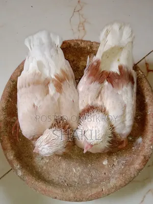 গররা বেবি জোড়া